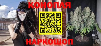 сатива Новозыбков