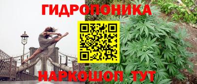 сатива Новозыбков